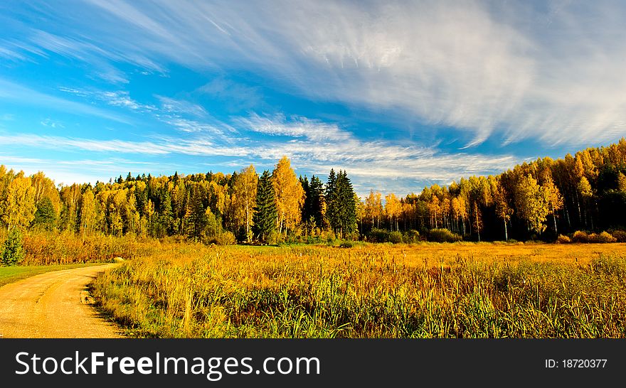 Brilliant yellow birch trees stand mingled with evergreen fir-trees in the hills of south Estonia during the Fall. Brilliant yellow birch trees stand mingled with evergreen fir-trees in the hills of south Estonia during the Fall.