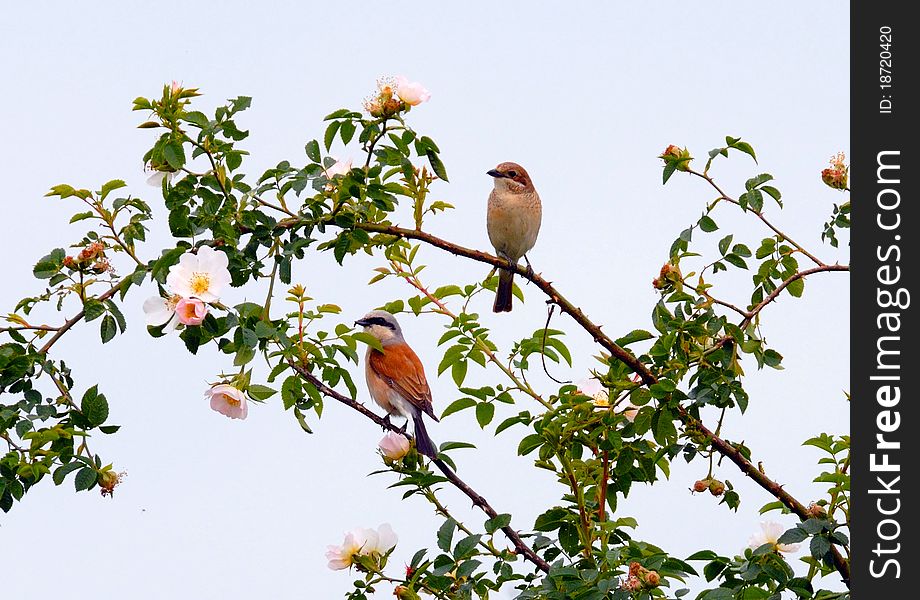 Bird (red-backed shrike) sitting on a branch .