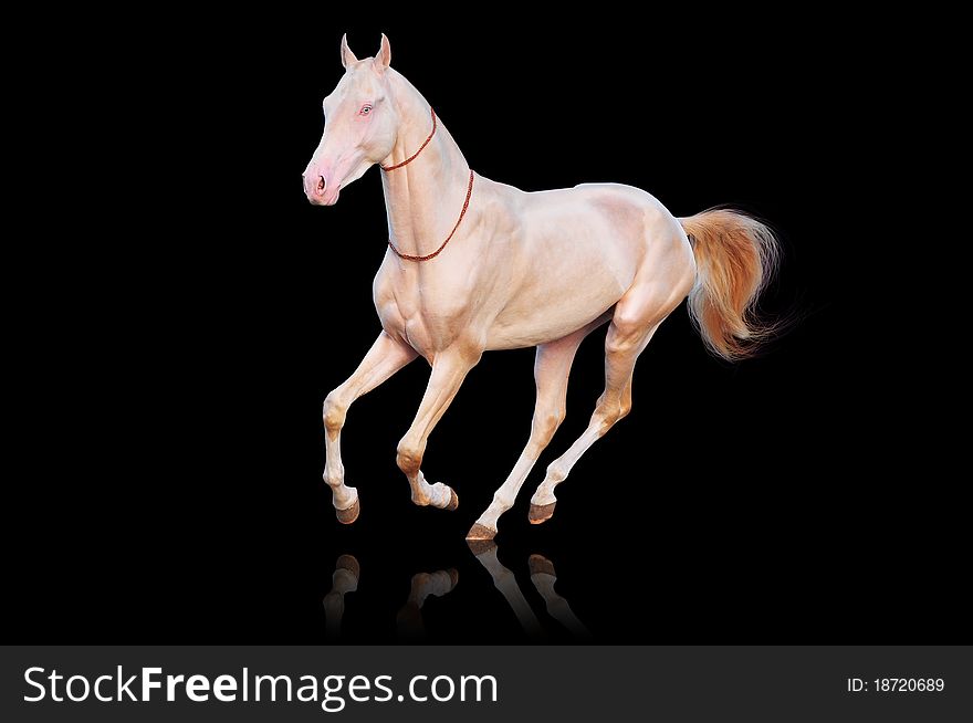 Perlino horse isolated on the white