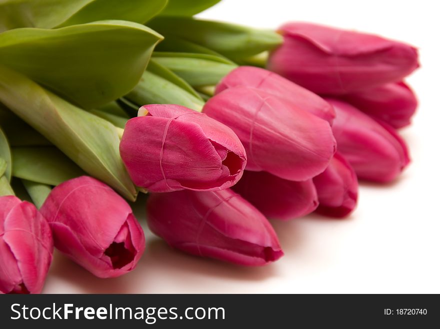 Beautiful spring tulips bunch isolated over white background