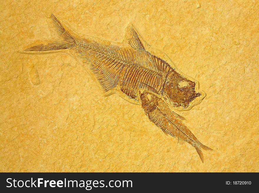 Fossil skeletons Fishes in sandstone.