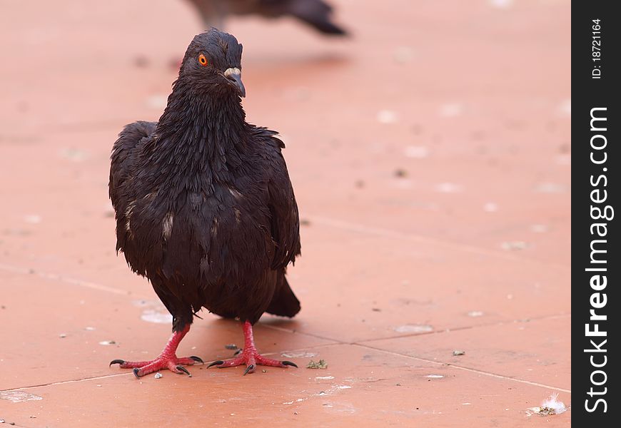 Black Pigeon Figure of Thailand. Black Pigeon Figure of Thailand