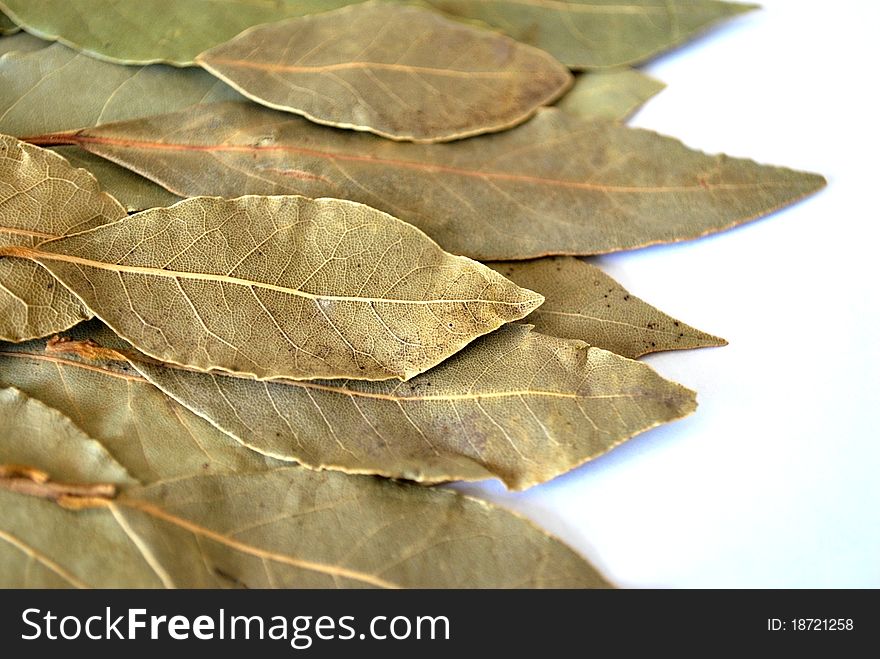 Dry bay leaf for cooking on white background
