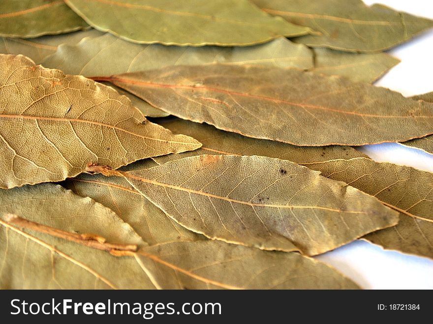 Dry bay leaf for cooking on white background