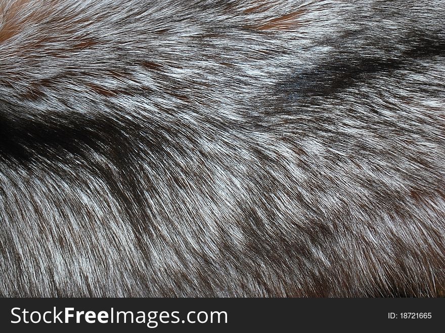 Varicolored long fur background of silver fox