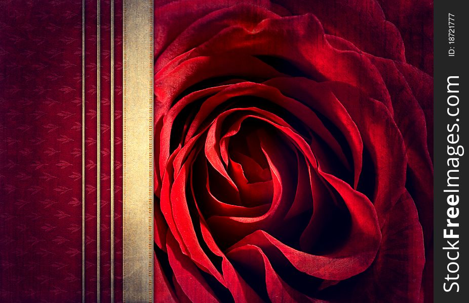 Color abstract background with rose