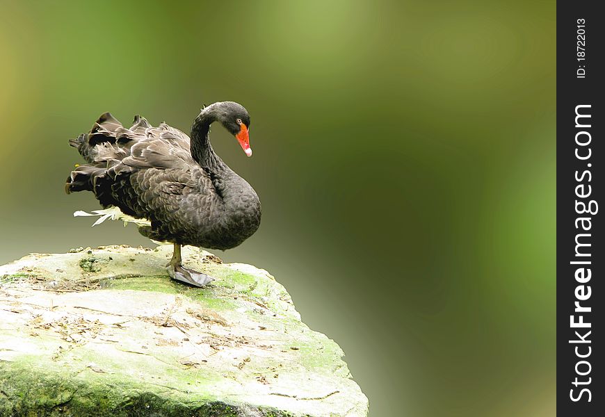 A black Swan stand on a rock behind lake