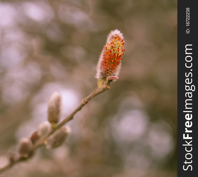 Brunch of blossoming catkin buds in spring. Brunch of blossoming catkin buds in spring