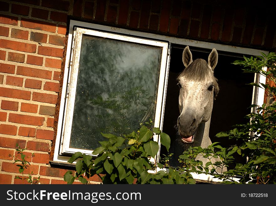 Horse looking out of window