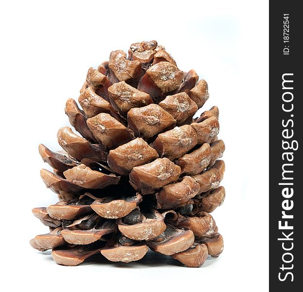 Pinecone on a white background, natural light.