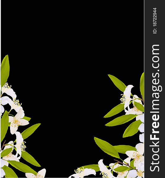 Illustration with jasmin flowers on black background. Illustration with jasmin flowers on black background