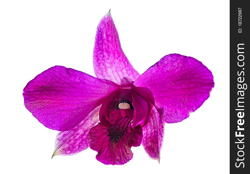 Purple orchide flower isolated on white background. Purple orchide flower isolated on white background