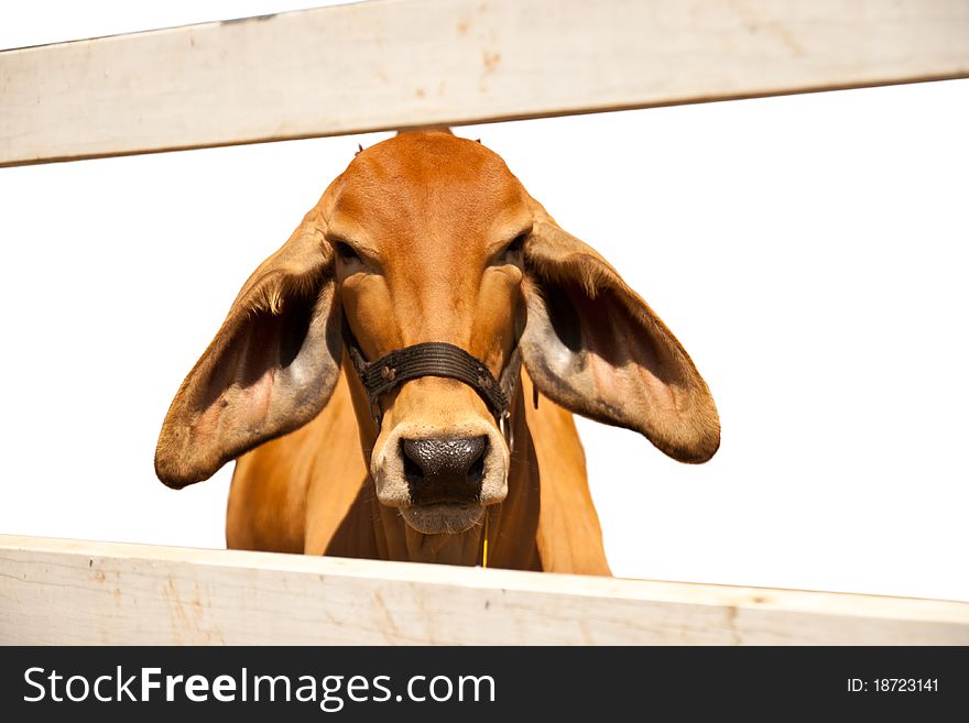 Thai cow in the fence