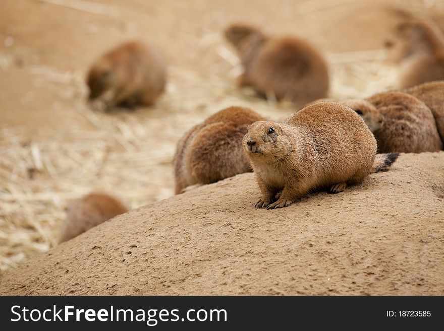 Prairie Dog Sentry