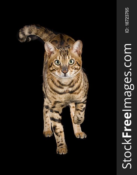 Male Bengal cat on black background in studio. Male Bengal cat on black background in studio