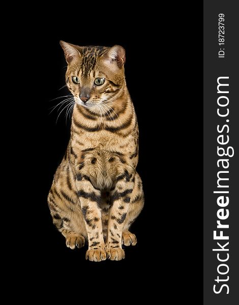 Male Bengal cat on black background in studio. Male Bengal cat on black background in studio