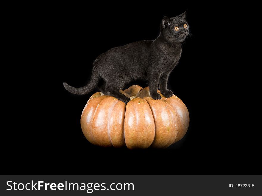 Black mixed breed cat standing on a pumpkin against black background. Black mixed breed cat standing on a pumpkin against black background