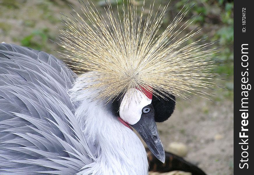 Portrait of Black Crowned Crane, zoo of Budapest, Hungary