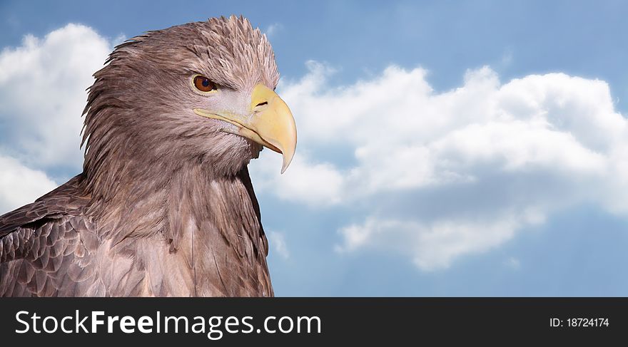 Close-up view of a White-tailed Eagle (Haliaeetus albicilla) with copy space