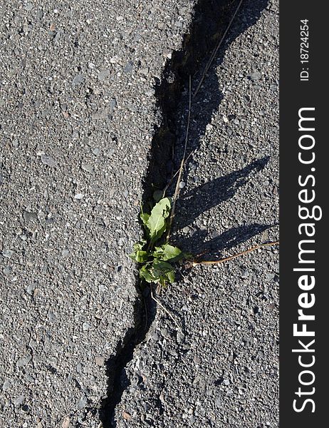 Weed growing in crack in the pavement