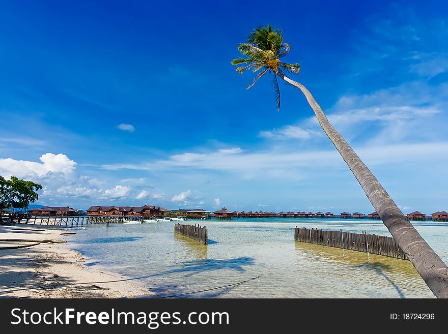 Coconut Trees At The Beach