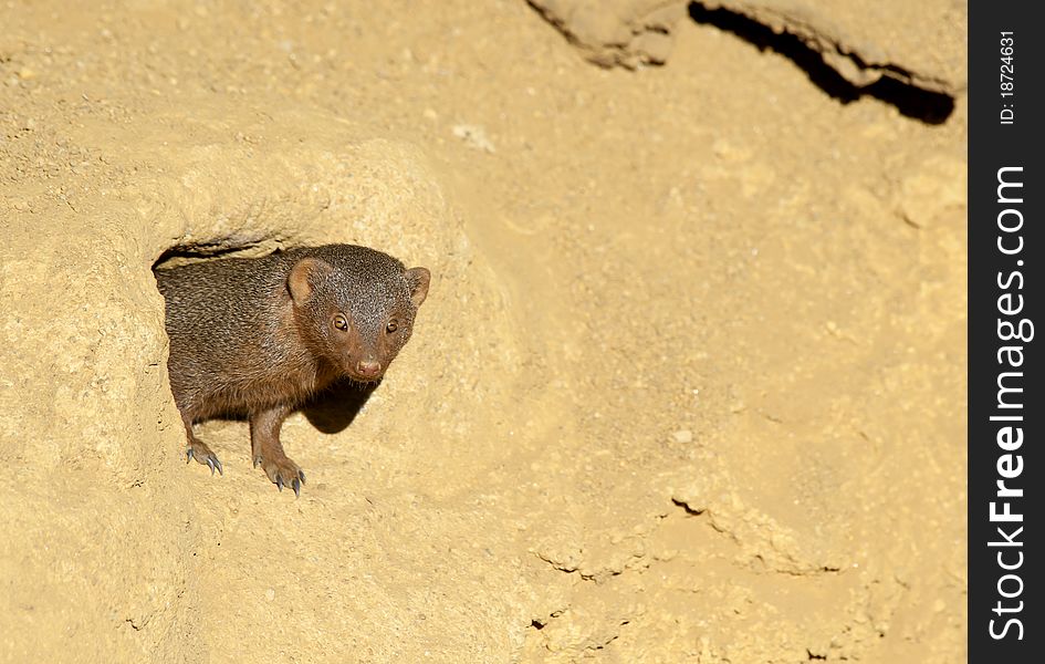 Close up of a Dwarf Mongoose