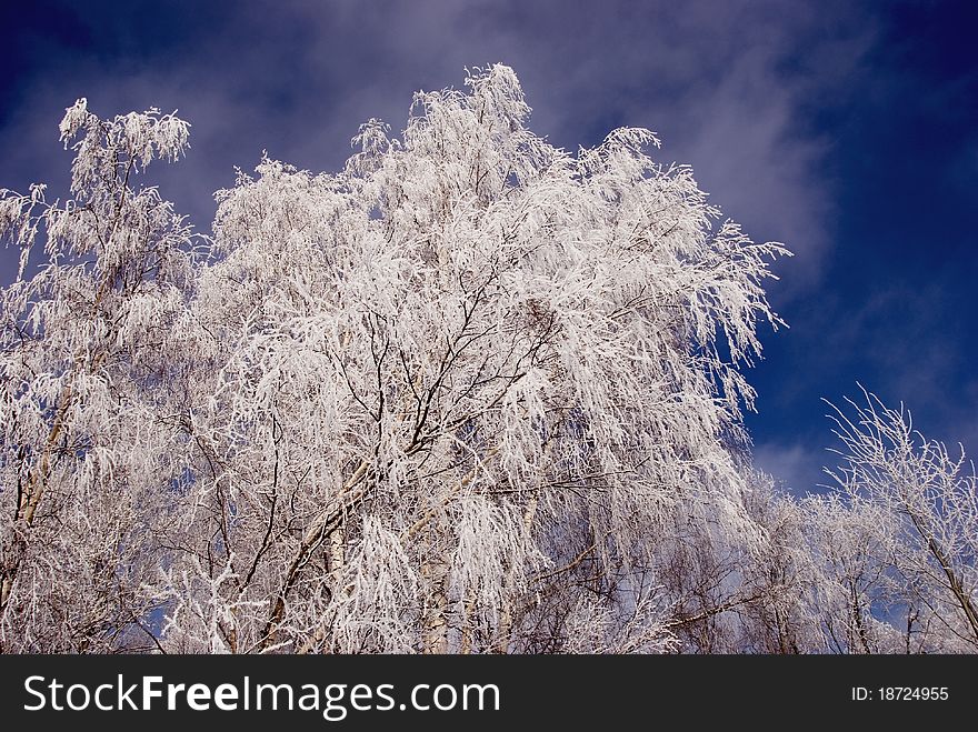 Birch branches with hoar an sky