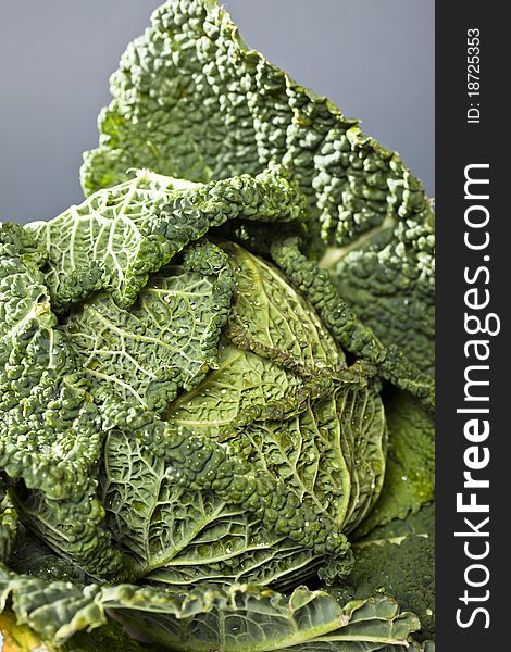 Close up of a head of beautiful savoy cabbage on a grey background