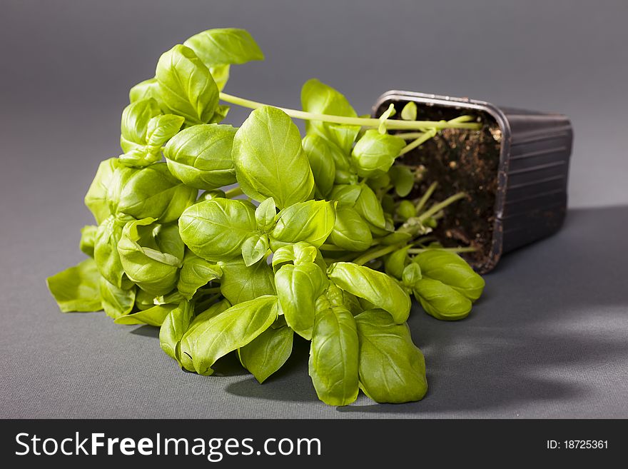 Plant of basil in a pot. The plant is tipped on a grey background