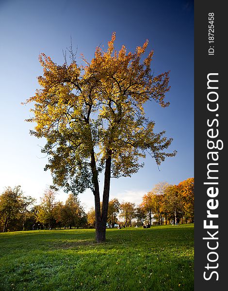Colorful Tree With Green Grass And Blue Sky