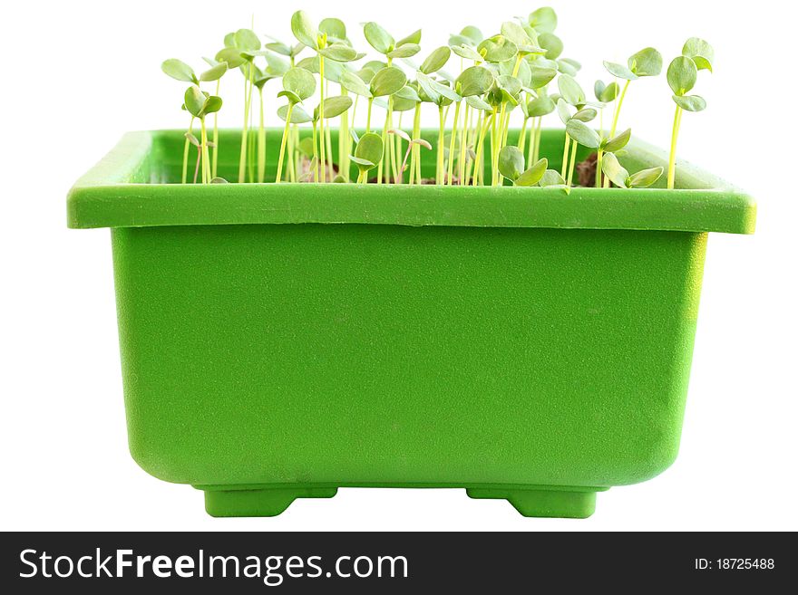 Young sprouts of flax in the container