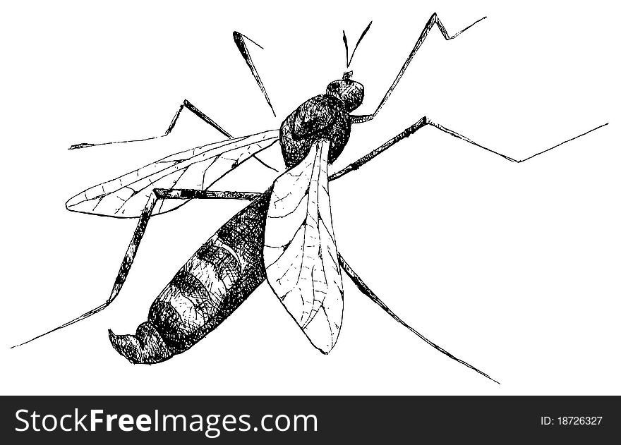 Detailed mosquito pencil drawing style, vector