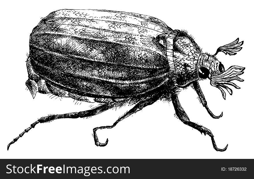 Detailed Bug Pencil Drawing Style