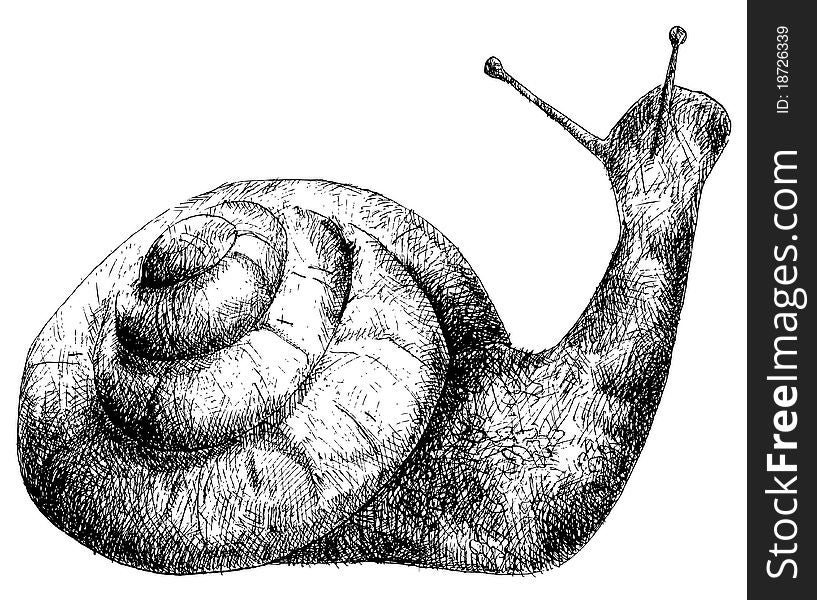 Detailed snail pencil drawing style, vector