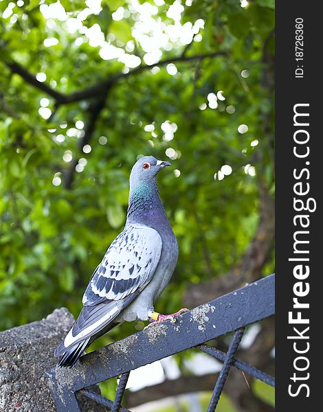 Pigeon sitting on the fence in the park. Pigeon sitting on the fence in the park