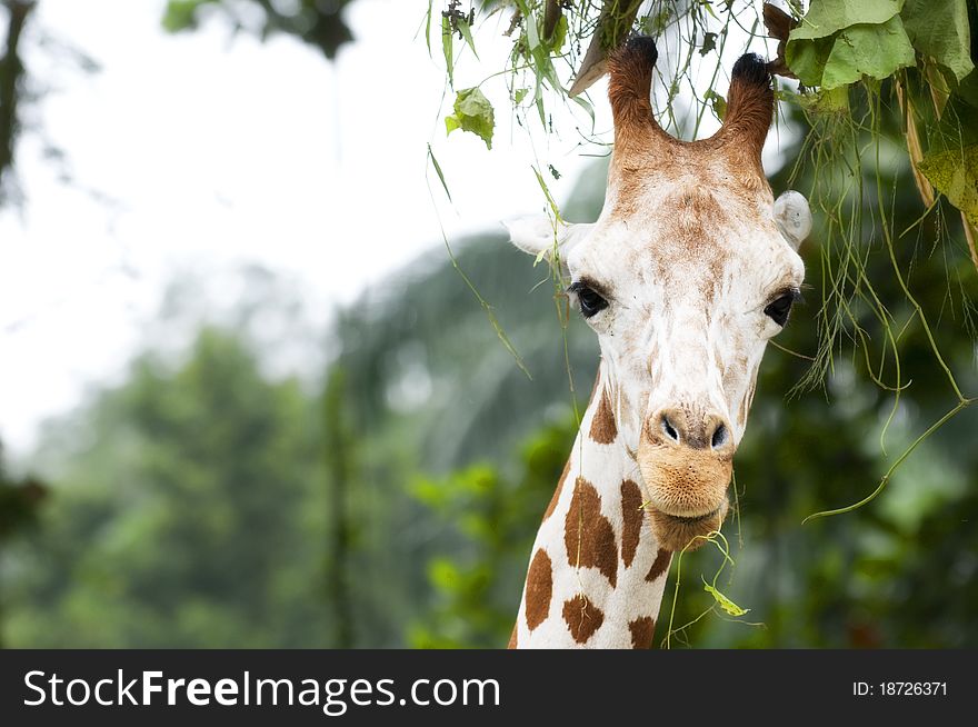 While gracing leaves on a high branch, the giraffe stole a look at my way as the safari van passes by. While gracing leaves on a high branch, the giraffe stole a look at my way as the safari van passes by.