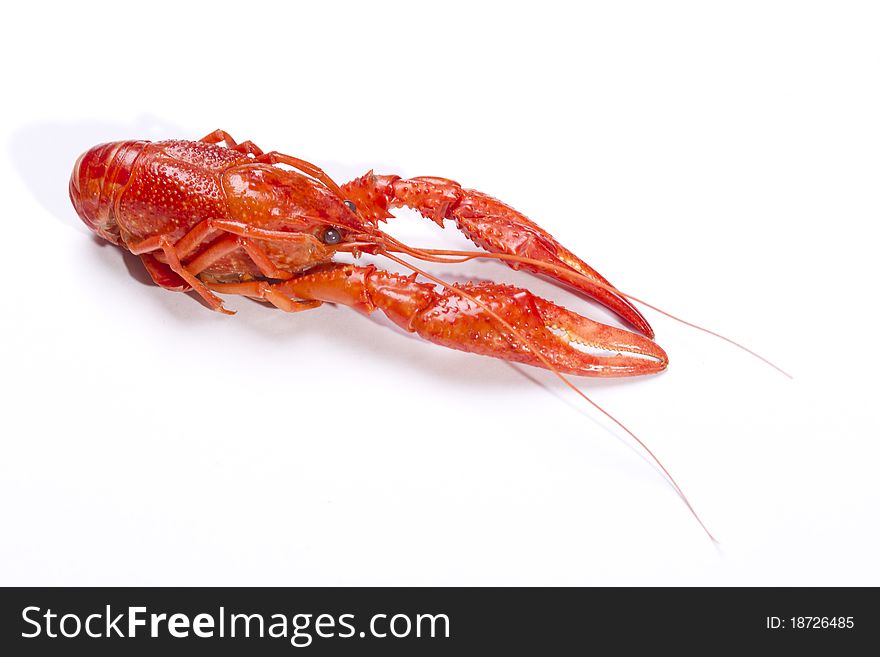 Red crayfish on the white background. Fresh seafood