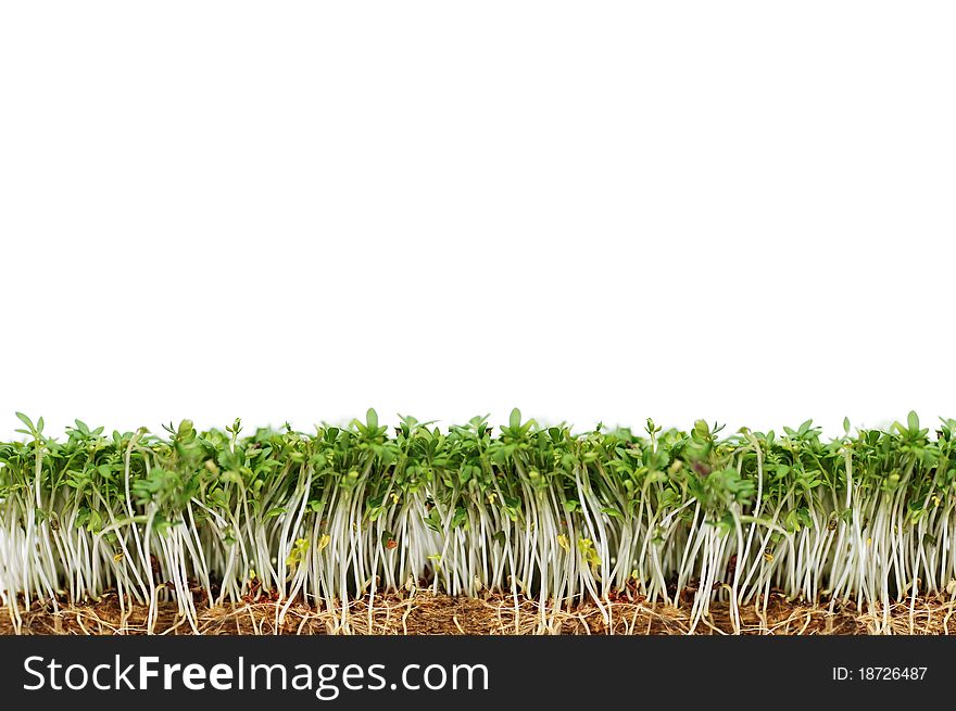 Green and fresh cress isolated on white