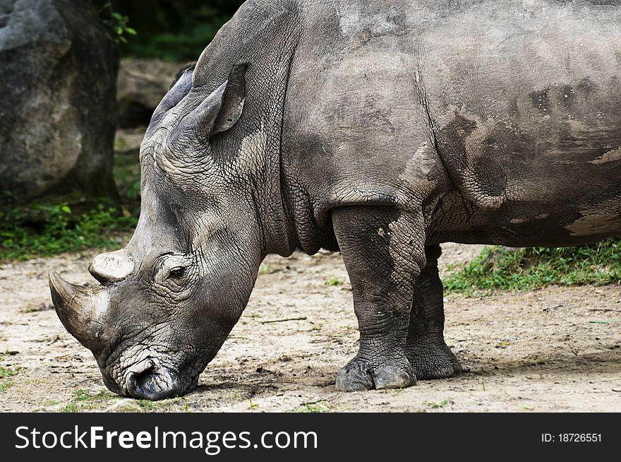Rhino Mulling Down