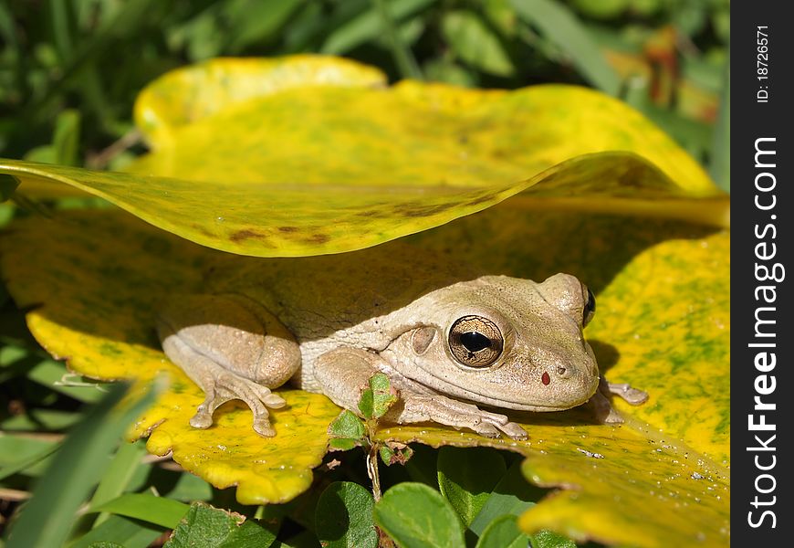 Shy frog under yellow leaf