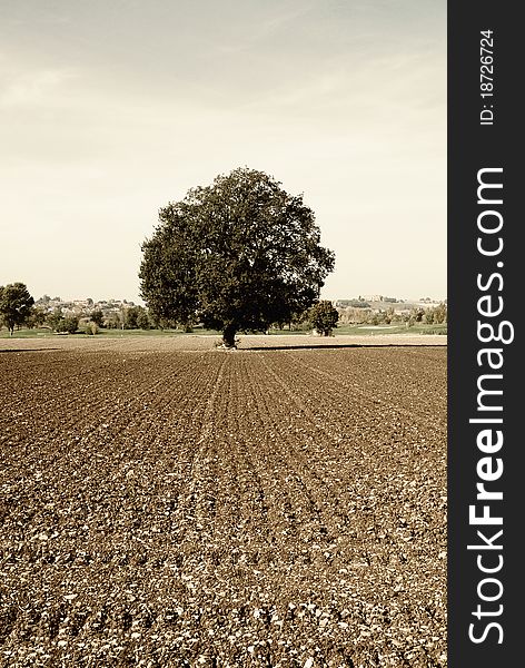 Old oak in the empty countryside