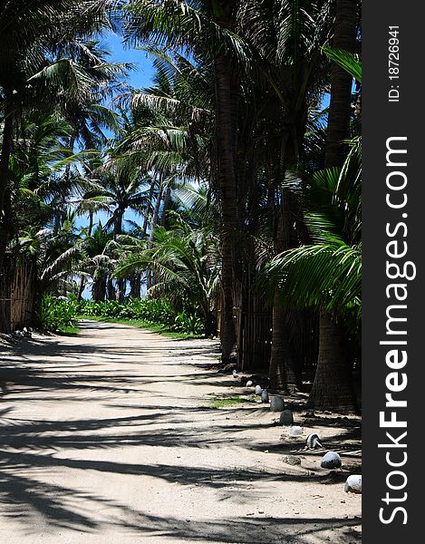 Leading to the left, a sandy road sheltered by palm trees.