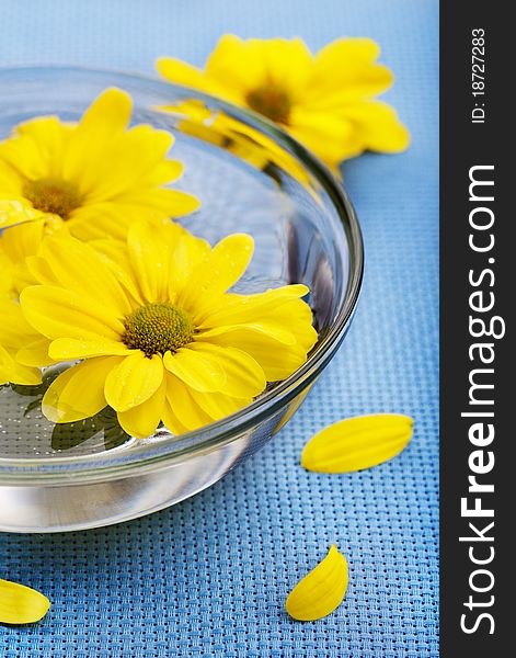 Yellow flowers in glass bowl on blue background