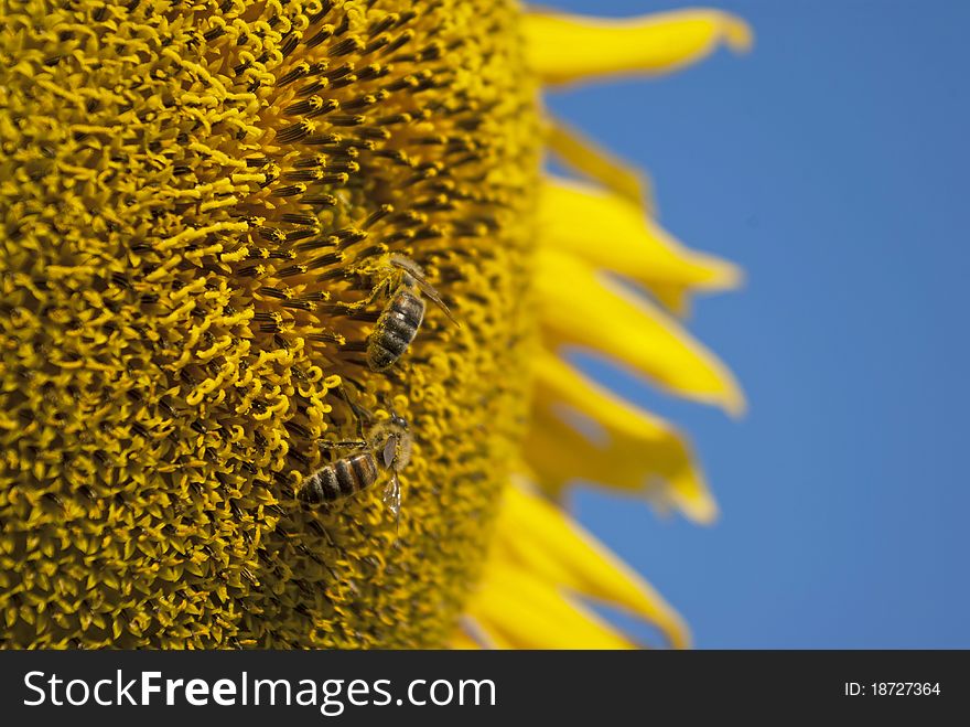 Sunflower with two bees in the background sky. Sunflower with two bees in the background sky