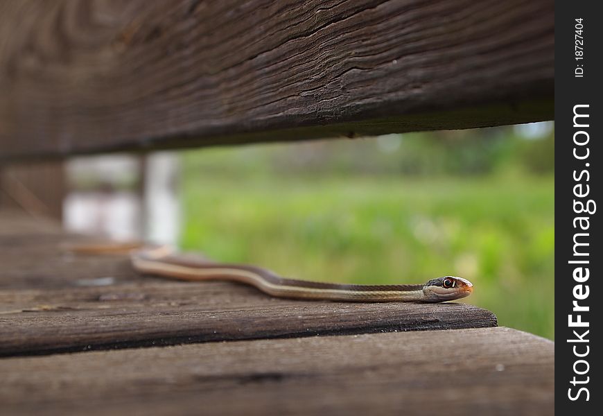 Florida Eastern Ribbon Snake on board walk