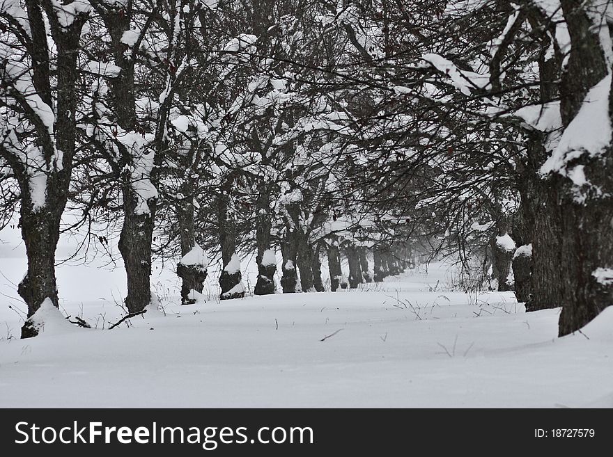 Corridor of oaks standing the harsh winter in Southern Finland. Corridor of oaks standing the harsh winter in Southern Finland.