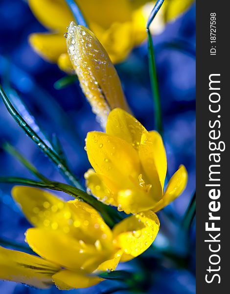Yellow crocuses with morning dewdrops on blue background (image with shallow depth of field)
