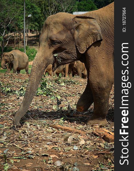 Sri Lanka: Wounded Pinnawela Elephant