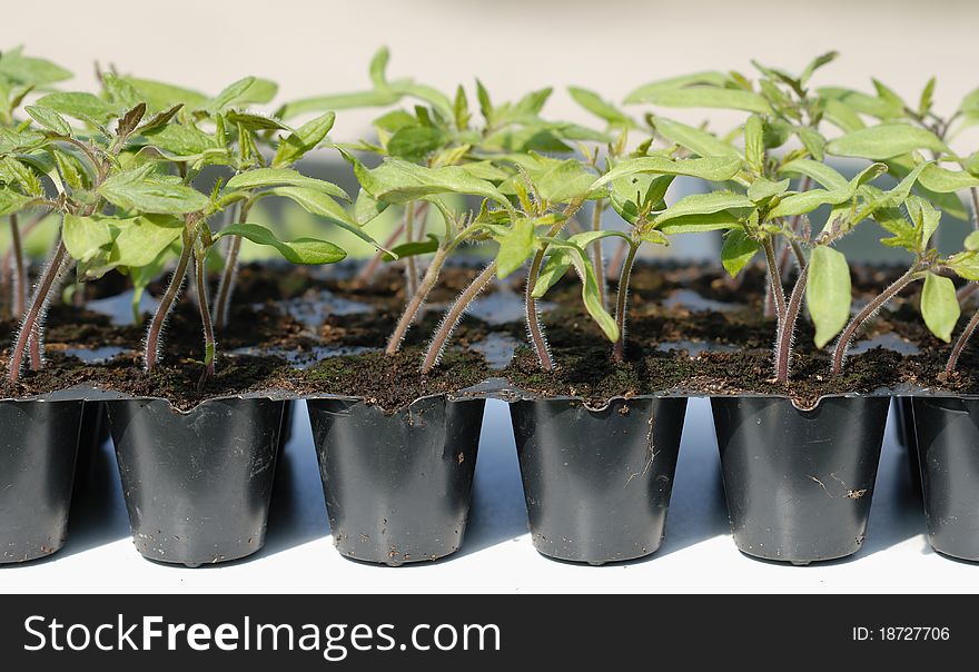 Tomato Seedling In Pot