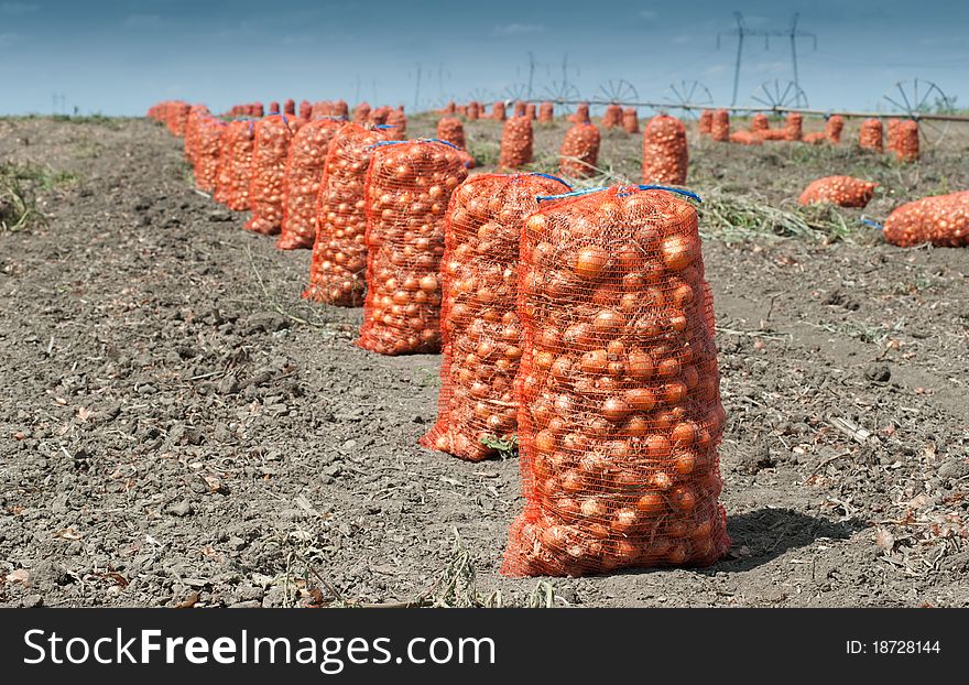 Onion harvest